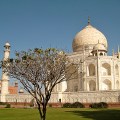 Tree at Taj&nbsp;Mahal