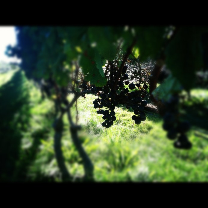 Photo courtesy of Lisa Glover