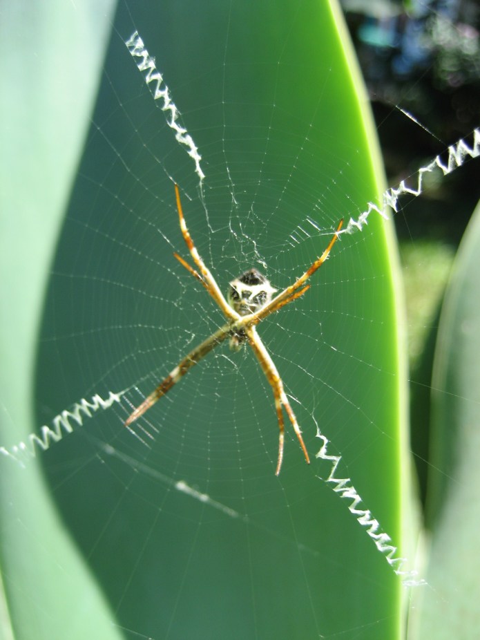 Photo courtesy of Pollo Pass