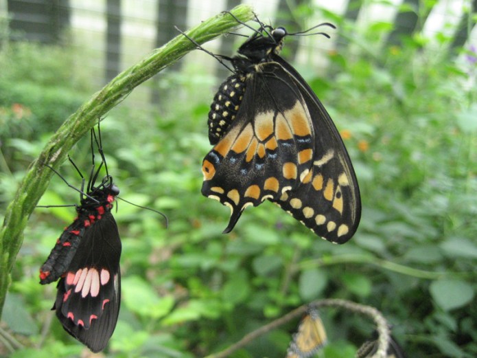 Photo courtesy of Pollo Pass