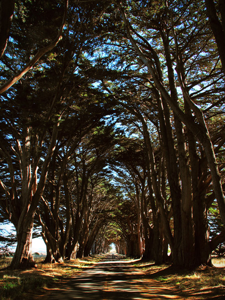 Pt-Reyes-cypress-BT