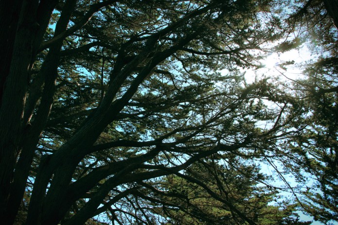 Pt-Reyes-trees-BT
