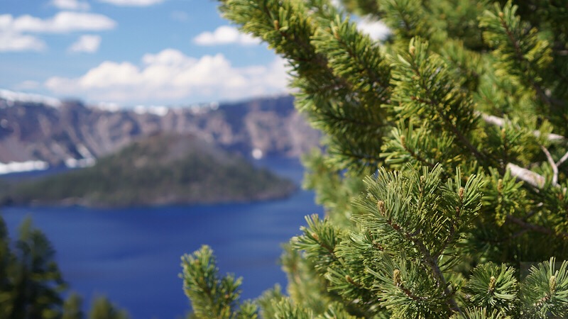 A bit of blue Crater Lake seen next to closeup of evergreen branch